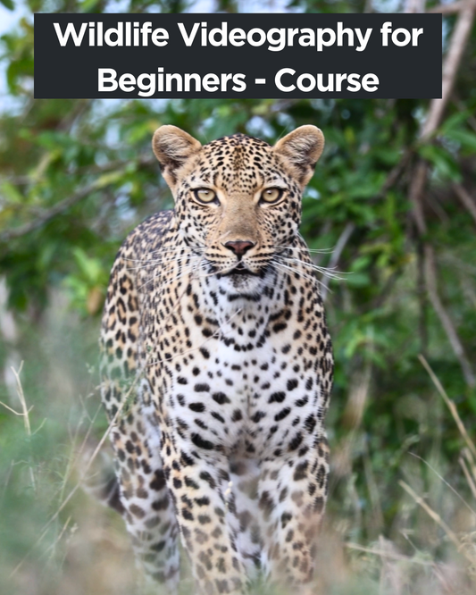 Beginner Wildlife Videography Course