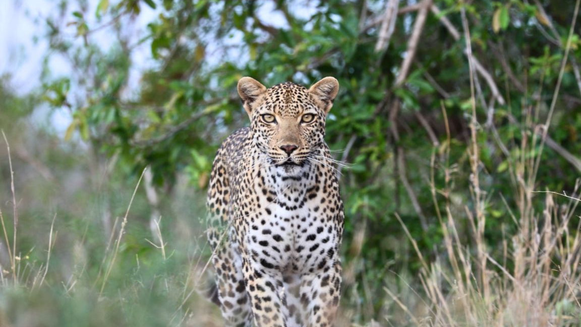 Leopard standing in tall grass with trees in the background
